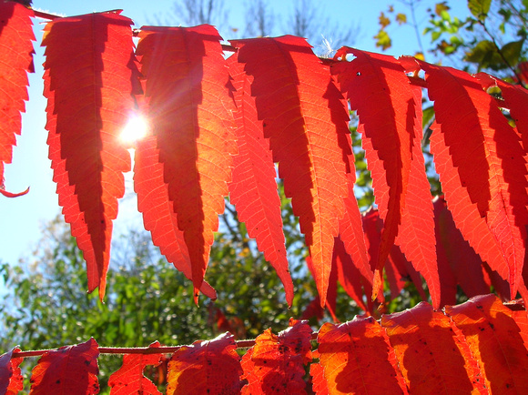 Colors of Fall.JPG