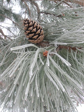 Frosty Pine Cone