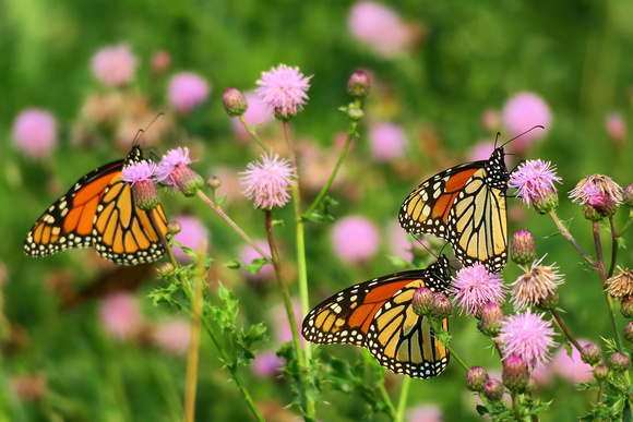 Warren Michels' Monarchs At Play