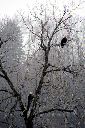 Two eagles eyeing their territory