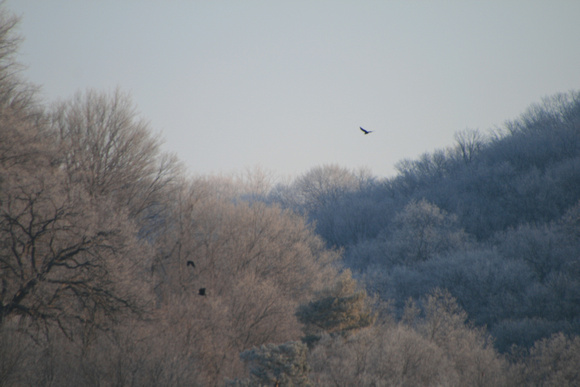 Four eagles calling the hills of north Mankato home