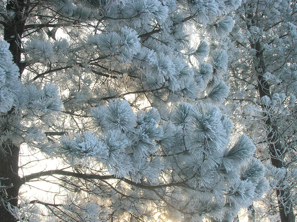 Snow Covered Boughs