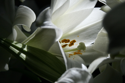 Easter Lilly