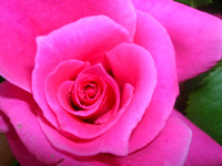 Dew Covered Pink Rose