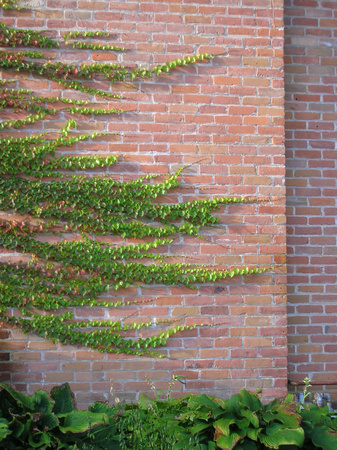 Vines and Wall