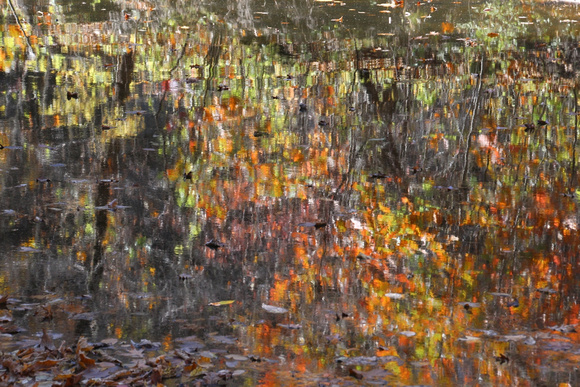 2015 Monet's Fall Colors Carnegie Gallery