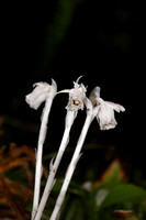 Indian Pipe, Ghost Pipe  or Ghost Plant