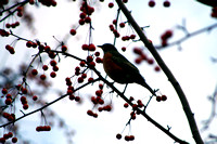 robin and berries.jpg
